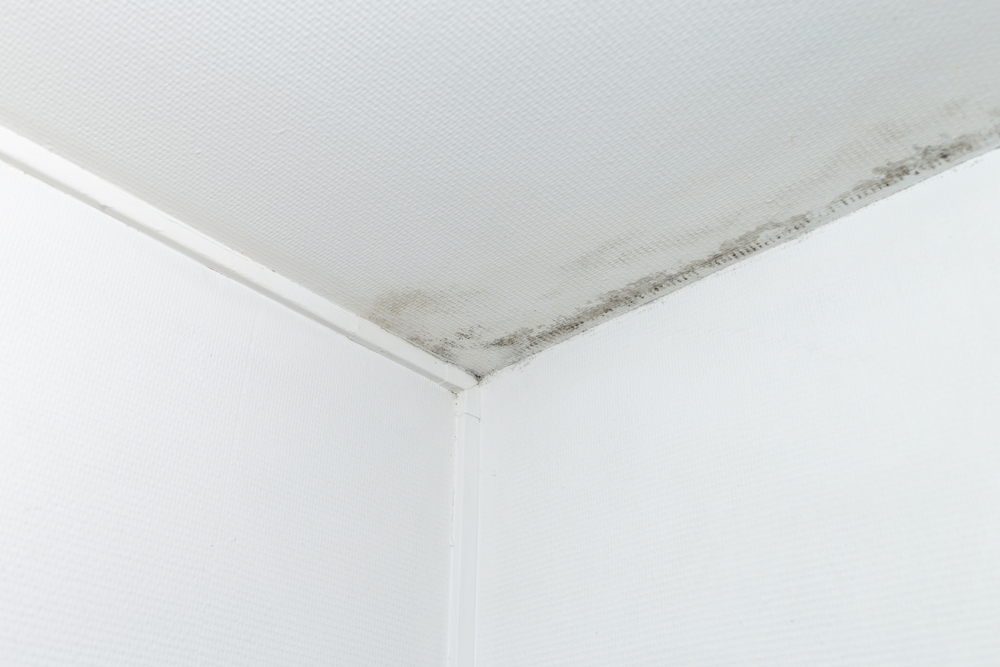Mold grows in the warm environment