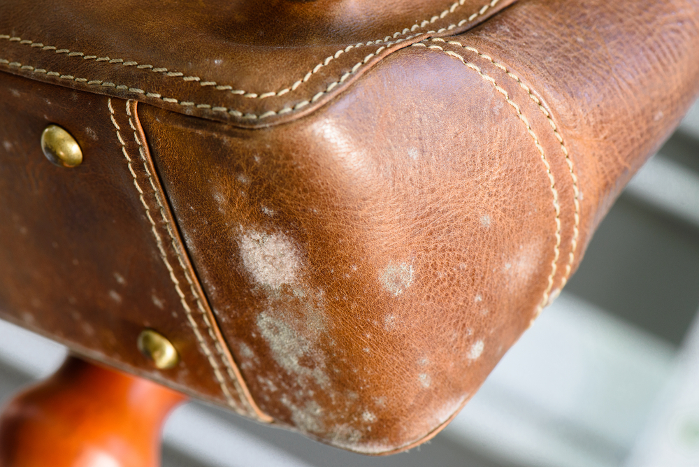 Mold growth in leather items