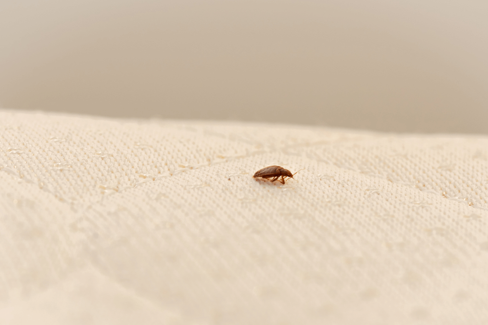 Bed Bug on the mattress